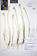 صورة Sisyrinchium montanum Greene