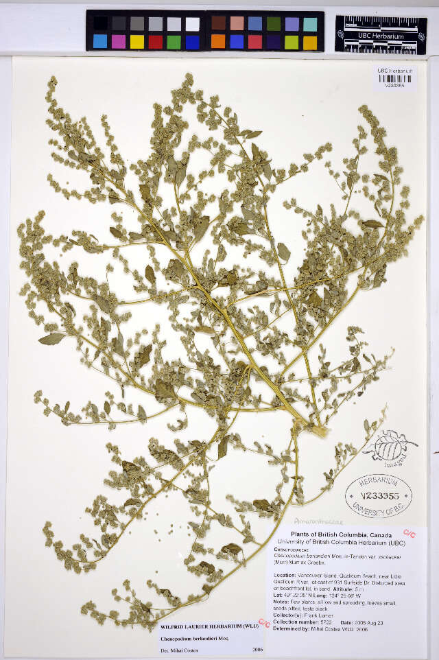 Image of pitseed goosefoot