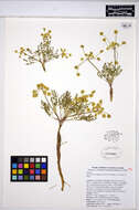 Imagem de Lomatium sandbergii (Coult. & Rose) Coult. & Rose