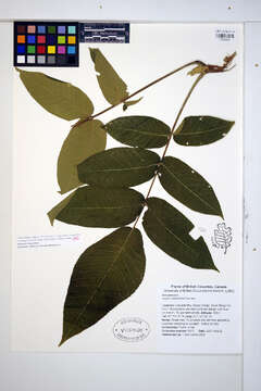 Image of Juglans ailantifolia Carrière