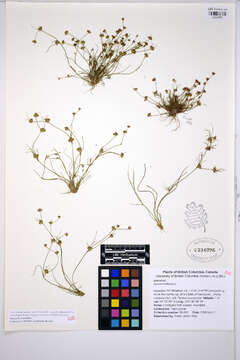 Juncus bulbosus L. resmi