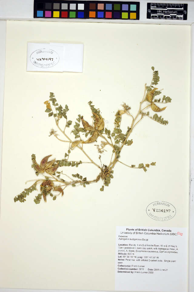 Image of Freckled Milkvetch