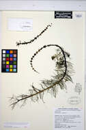 Image of Whorled Water-milfoil