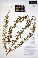 Image of Japanese barberry