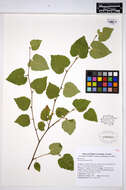 Image of Brown Birch