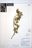 Ribes glandulosum Grauer resmi