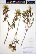 Image of Rusty Labrador-Tea