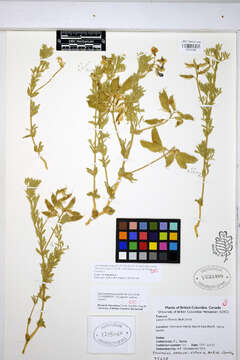 Lathyrus littoralis (Torr. & A. Gray) Walp. resmi