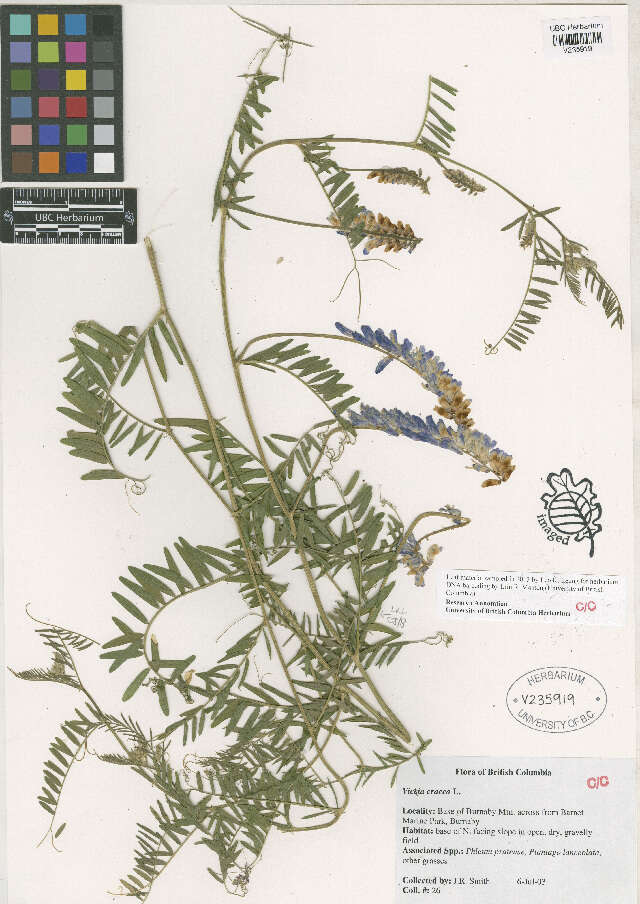 Image of bird vetch