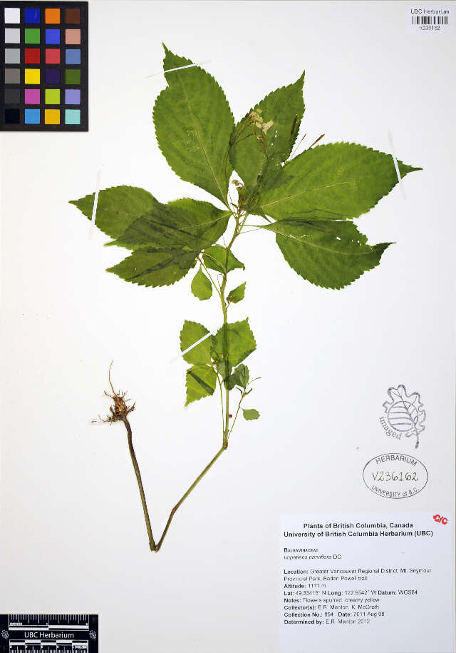 Image of small balsam