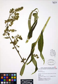 Image of False Hellebore