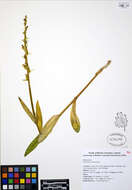 Image of Slender bog orchid