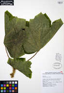 Слика од Oplopanax horridus (Sm.) Miq.