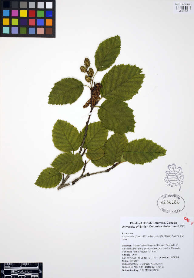 Image of Alnus viridis