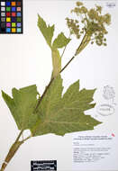 Image of American Cow-Parsnip