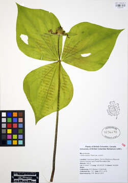 Image of Pacific trillium