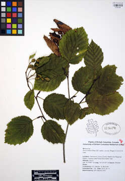 Image of Alnus viridis