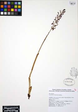 Image of Pacific coralroot