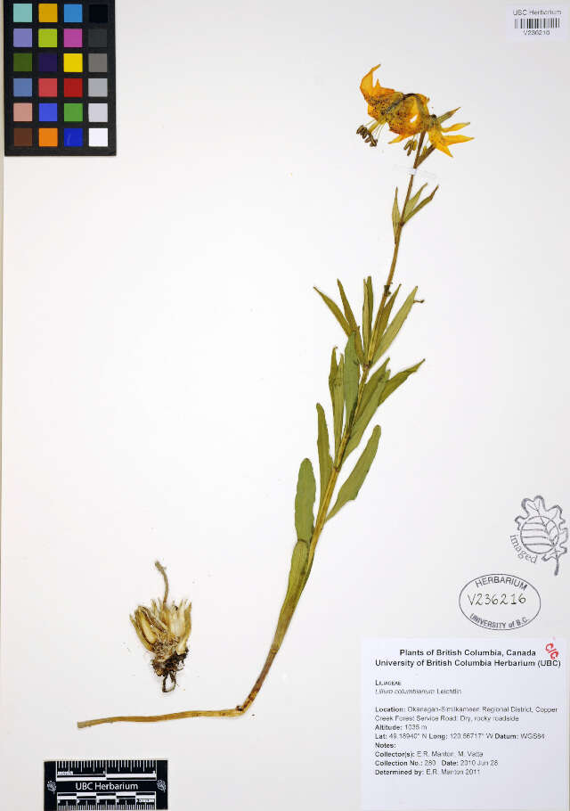 Lilium columbianum Leichtlin resmi