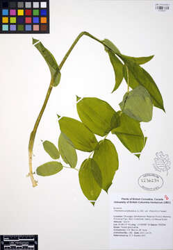 Image of claspleaf twistedstalk