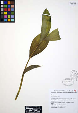 Image of False Hellebore