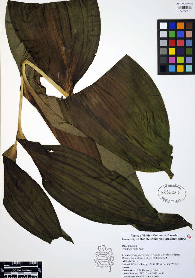 Image of False Hellebore