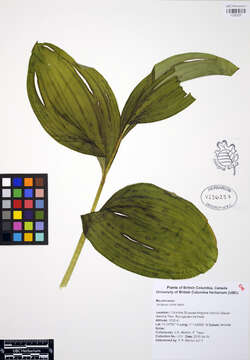 Image of False Hellebore