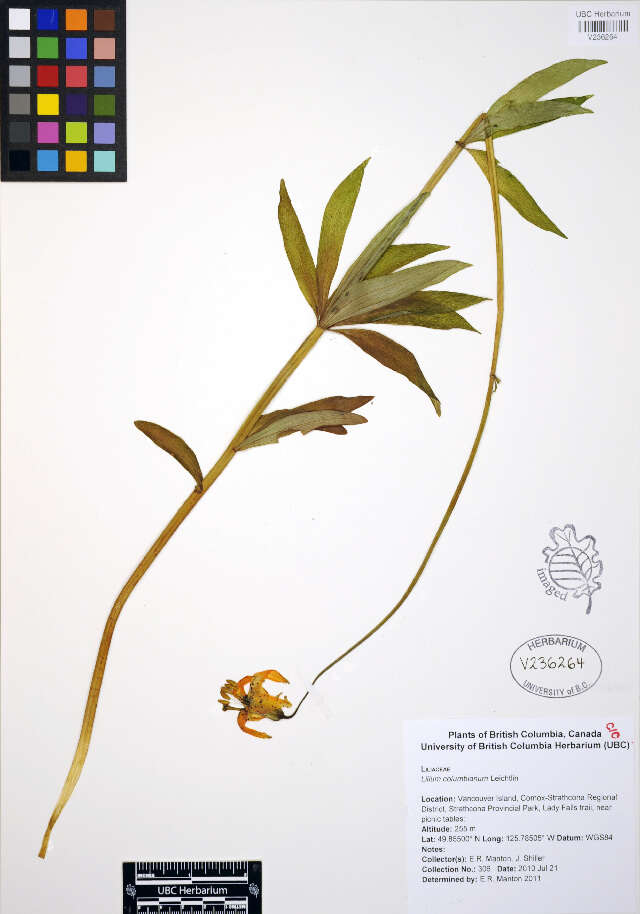 Lilium columbianum Leichtlin resmi