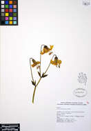 Lilium columbianum Leichtlin resmi