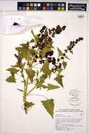 Image of Chenopodium capitatum