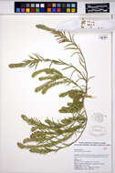 Image of Siberian bugseed