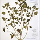 Image of Oxybasis macrosperma (Hook. fil.) S. Fuentes, Uotila & Borsch