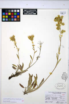 Image of silverleaf phacelia