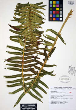 Image of western swordfern