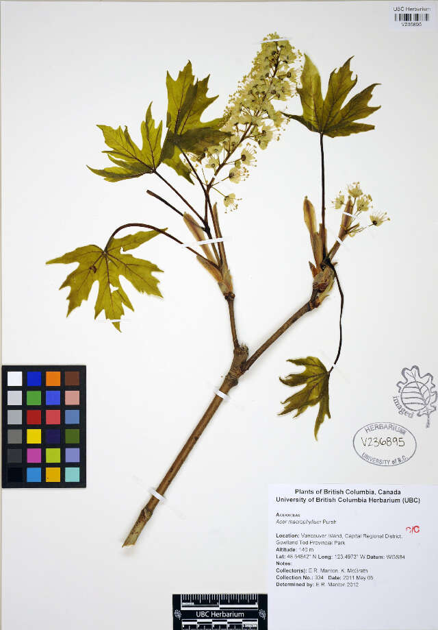 Image of bigleaf maple