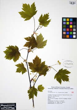 Image of Rocky Mountain maple