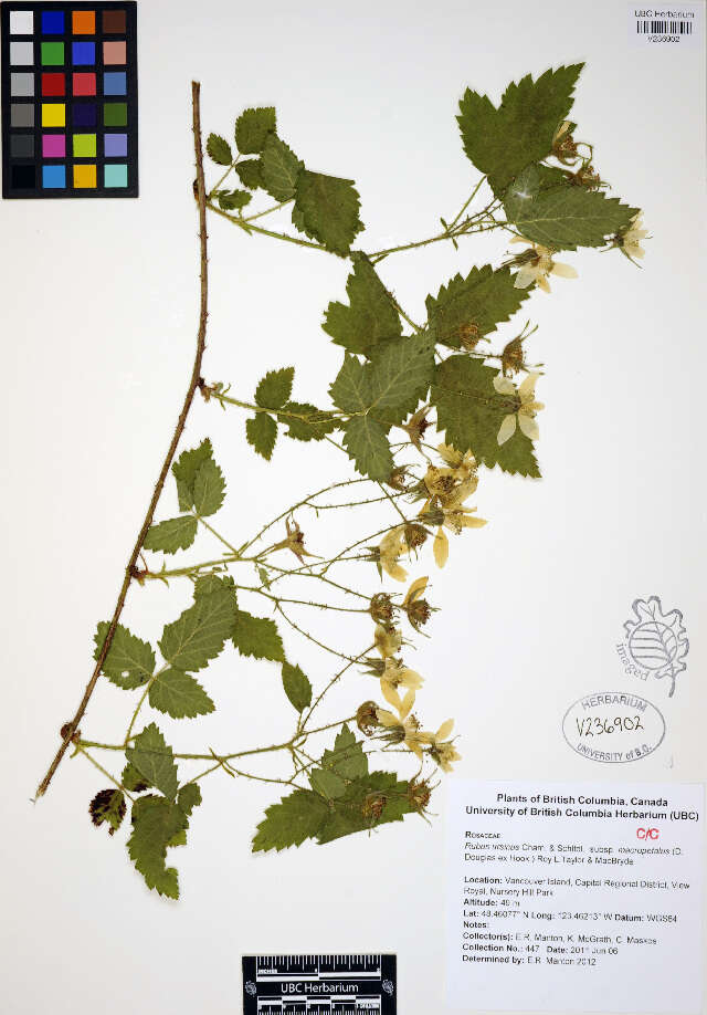 Слика од Rubus ursinus Cham. & Schltdl.