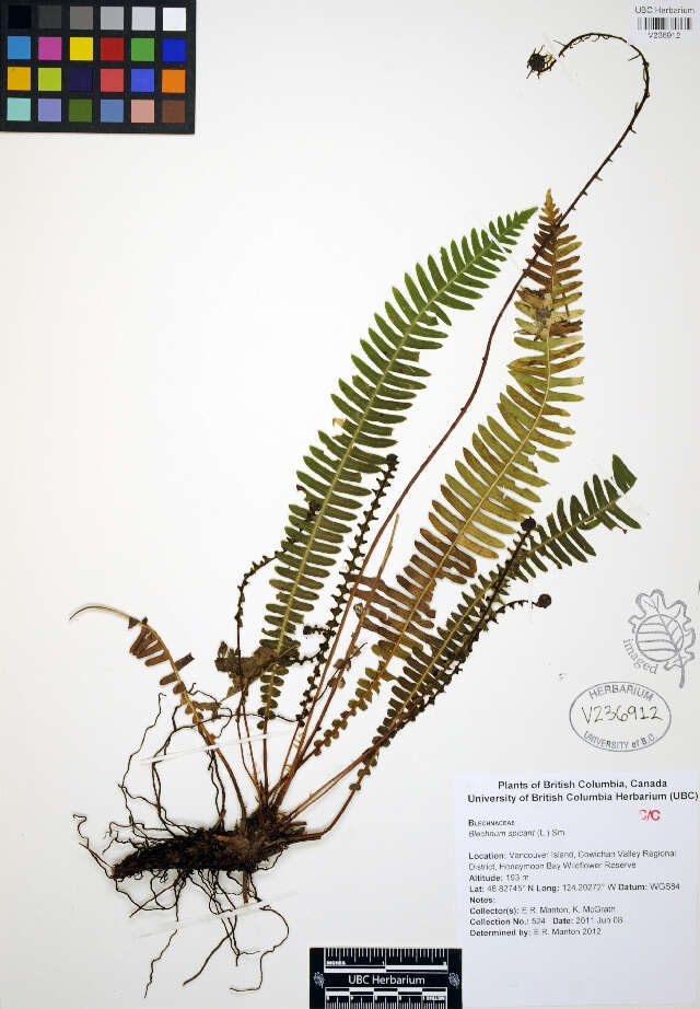 Imagem de Blechnum spicant