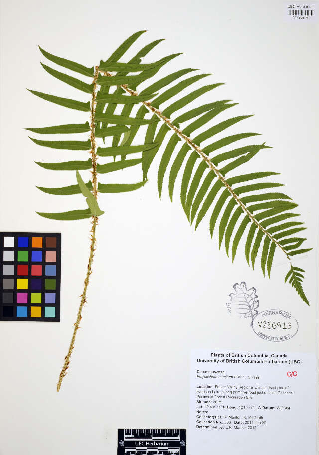 Image of western swordfern