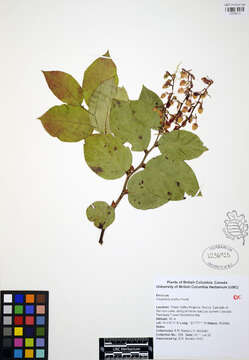 Image of salal