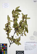 Image of russet buffaloberry