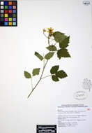 Слика од Rubus ursinus Cham. & Schltdl.