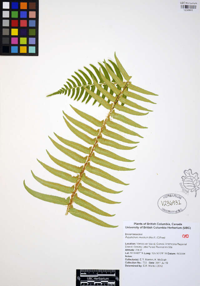 Sivun Polystichum munitum (Kaulf.) C. Presl kuva