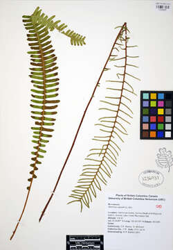 Image of Blechnum spicant