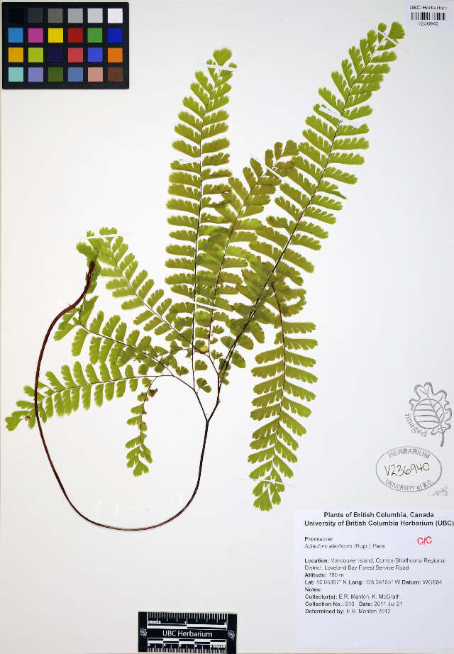 Слика од Adiantum aleuticum (Rupr.) C. A. Paris