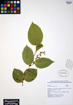 Image of salal