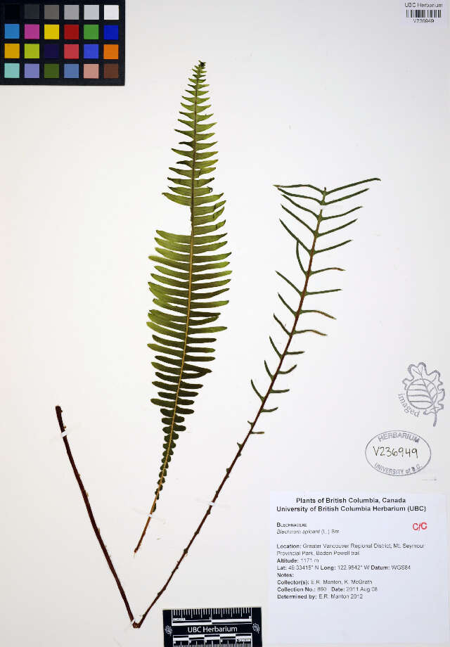 Image of Blechnum spicant