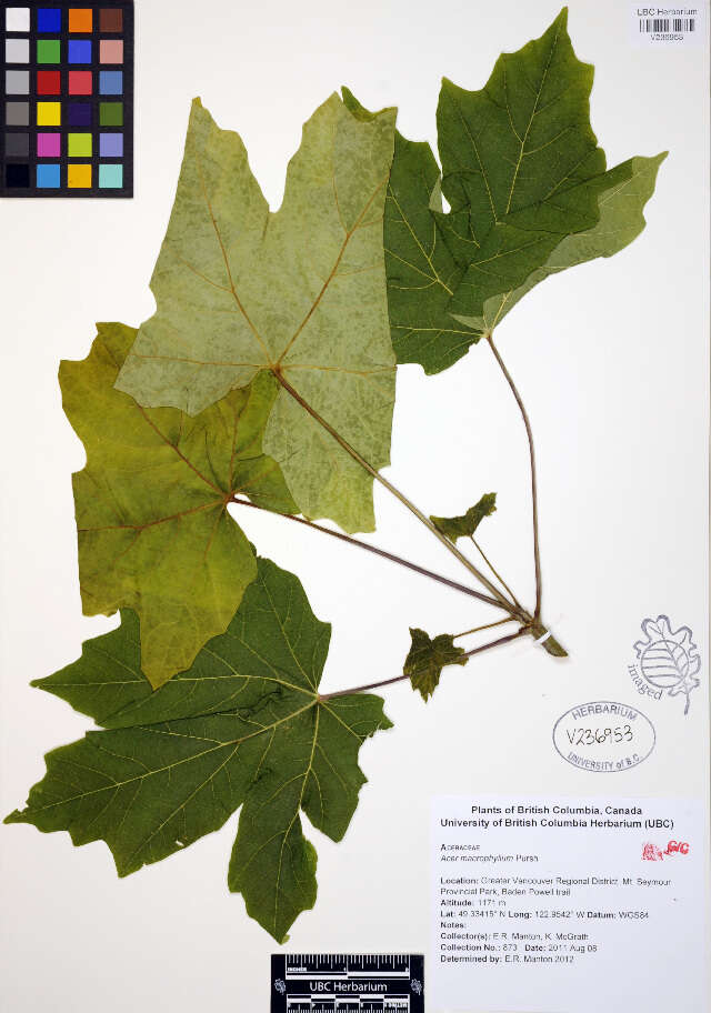 Image of bigleaf maple