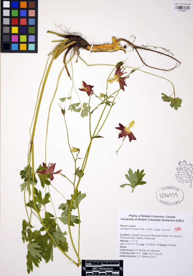 Image of western columbine