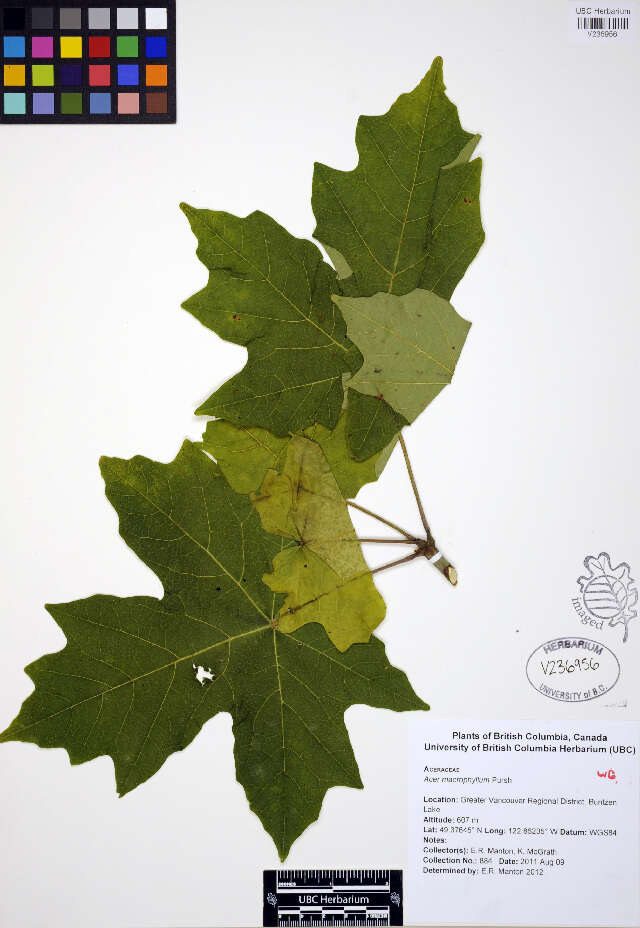 Image of bigleaf maple